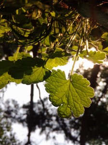 Oppo N1 ejemplo foto